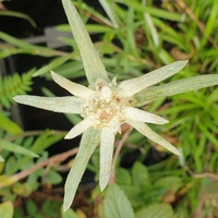 Leontopodium souliei